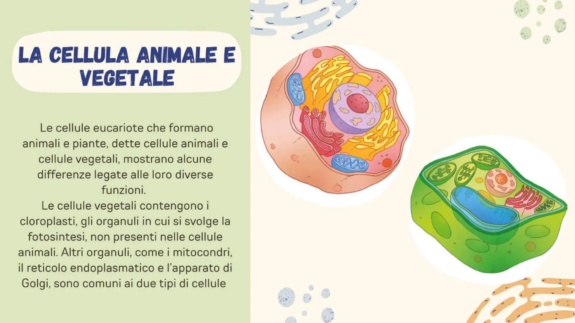 # LA CELLULA ANIMALE
# E VEGETALE
Alice Casalone # LA CELLULA ANIMALE
# E VEGETALE
Alice Casalone # LA CELLULA
Tutti gli organismi vivent