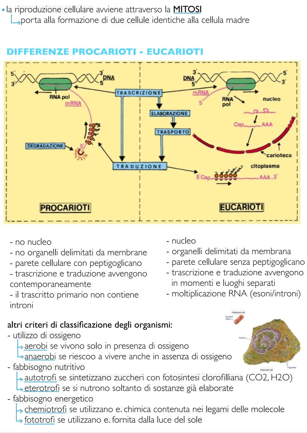 # Biologia e fondamenti
di genetica
LE CARATTERISTICHE FONDAMENTALI DEGLI
ORGANISMI VIVENTI
gli esseri viventi sono accomunati dal consegu