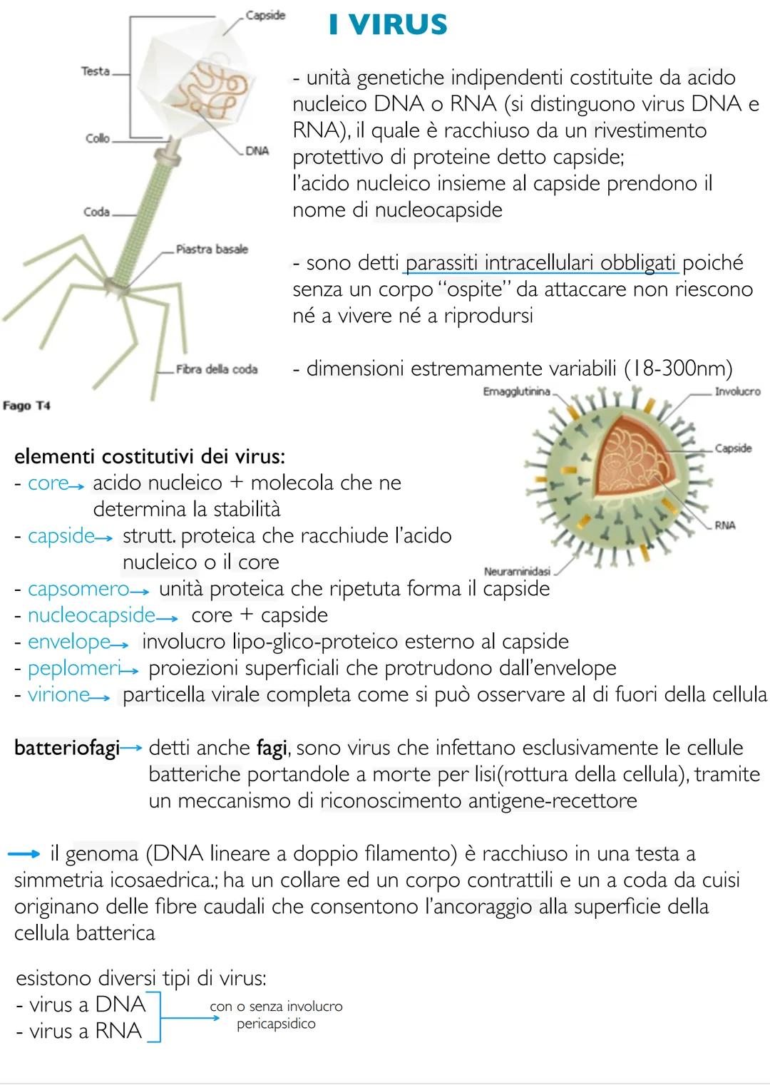 # Biologia e fondamenti
di genetica
LE CARATTERISTICHE FONDAMENTALI DEGLI
ORGANISMI VIVENTI
gli esseri viventi sono accomunati dal consegu