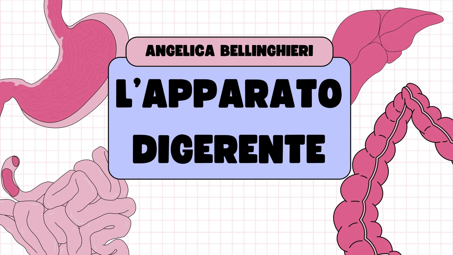 # ANGELICA BELLINGHIERI
# L'APPARATO
# DIGERENTE # L'APPARATO DIGERENTE
L'apparato digerente ha la funzione di introdurre il
cibo nell'or