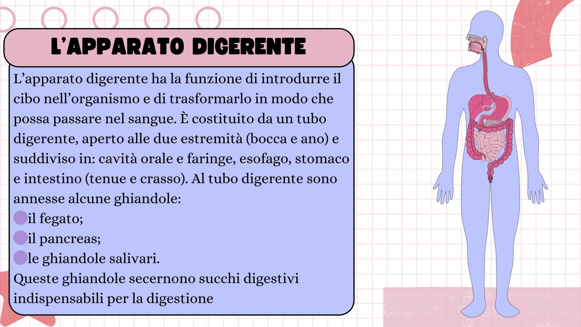 # ANGELICA BELLINGHIERI
# L'APPARATO
# DIGERENTE # L'APPARATO DIGERENTE
L'apparato digerente ha la funzione di introdurre il
cibo nell'or