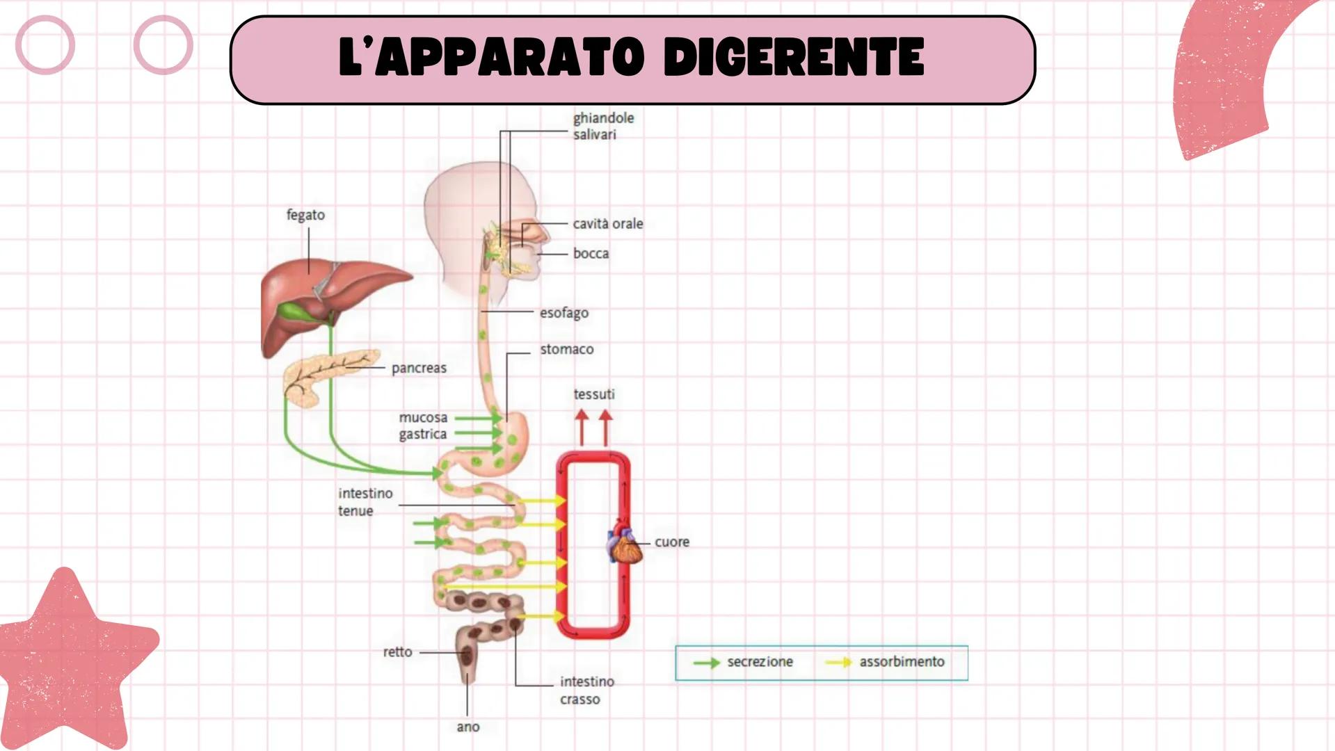 # ANGELICA BELLINGHIERI
# L'APPARATO
# DIGERENTE # L'APPARATO DIGERENTE
L'apparato digerente ha la funzione di introdurre il
cibo nell'or