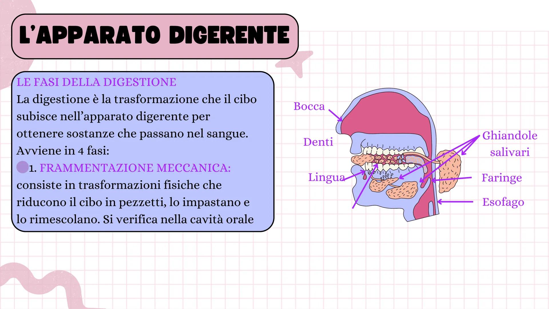 # ANGELICA BELLINGHIERI
# L'APPARATO
# DIGERENTE # L'APPARATO DIGERENTE
L'apparato digerente ha la funzione di introdurre il
cibo nell'or