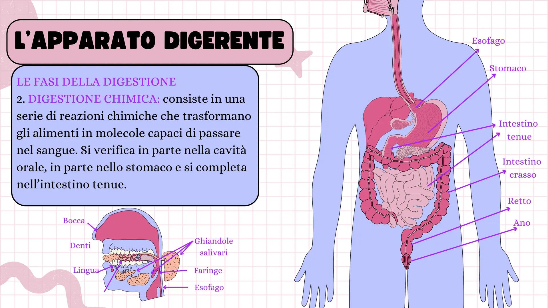 # ANGELICA BELLINGHIERI
# L'APPARATO
# DIGERENTE # L'APPARATO DIGERENTE
L'apparato digerente ha la funzione di introdurre il
cibo nell'or