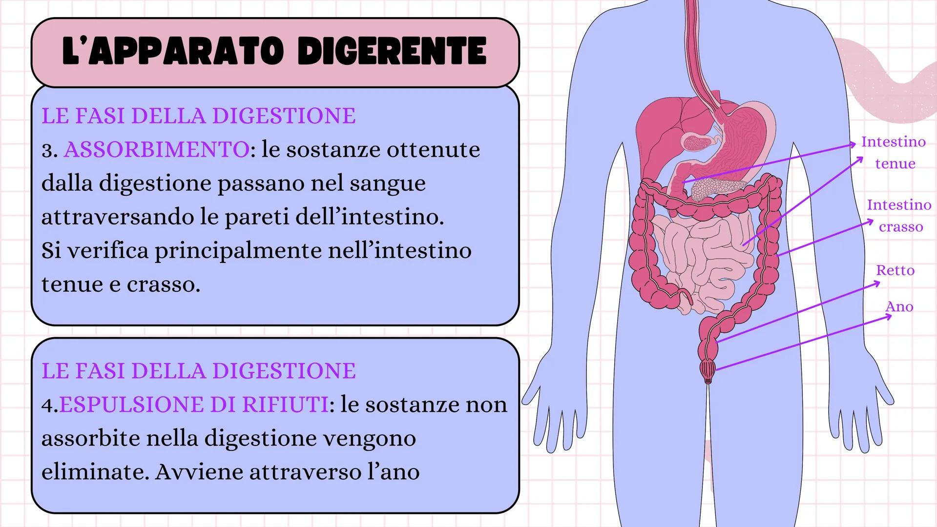 # ANGELICA BELLINGHIERI
# L'APPARATO
# DIGERENTE # L'APPARATO DIGERENTE
L'apparato digerente ha la funzione di introdurre il
cibo nell'or