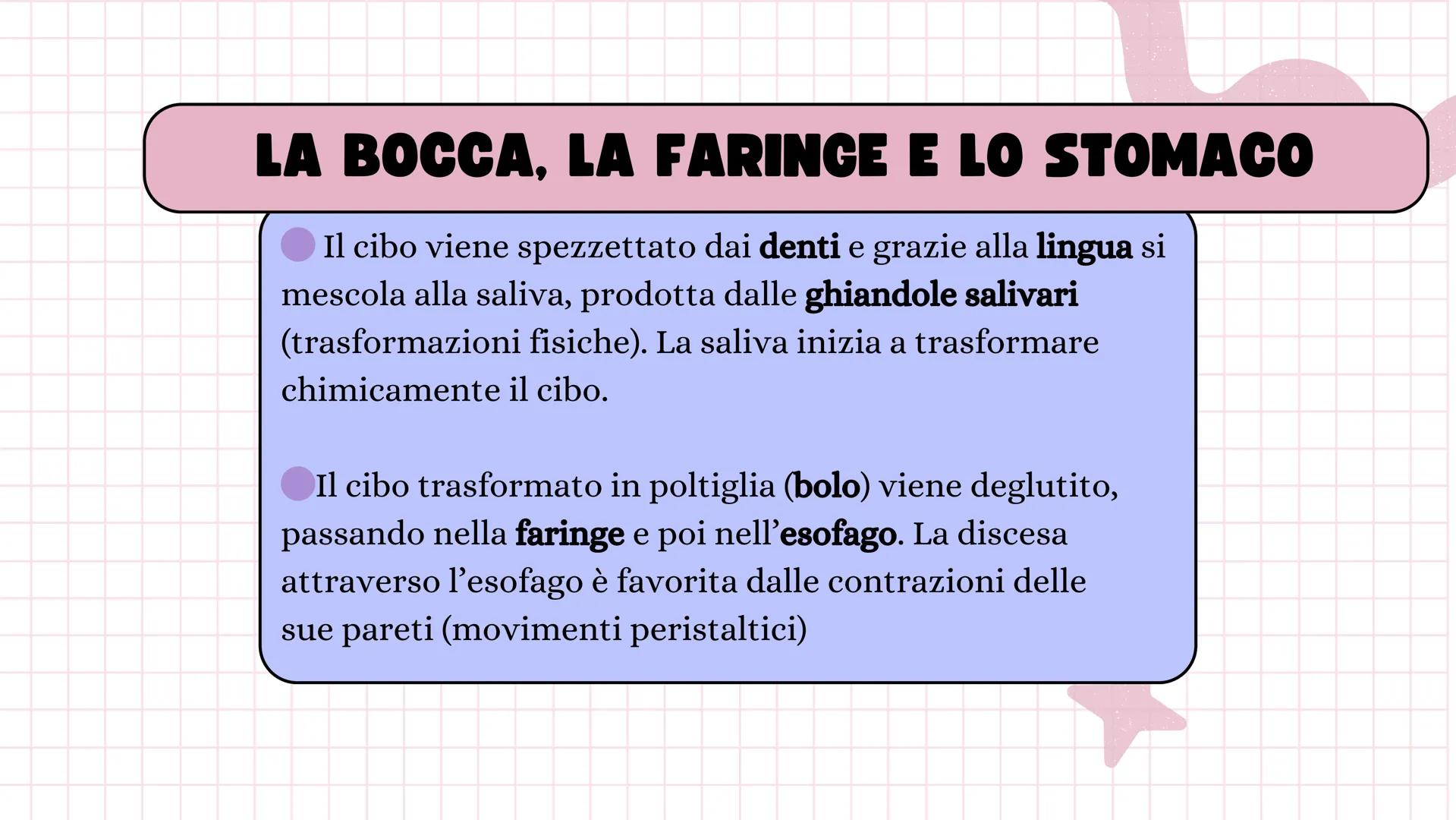 # ANGELICA BELLINGHIERI
# L'APPARATO
# DIGERENTE # L'APPARATO DIGERENTE
L'apparato digerente ha la funzione di introdurre il
cibo nell'or