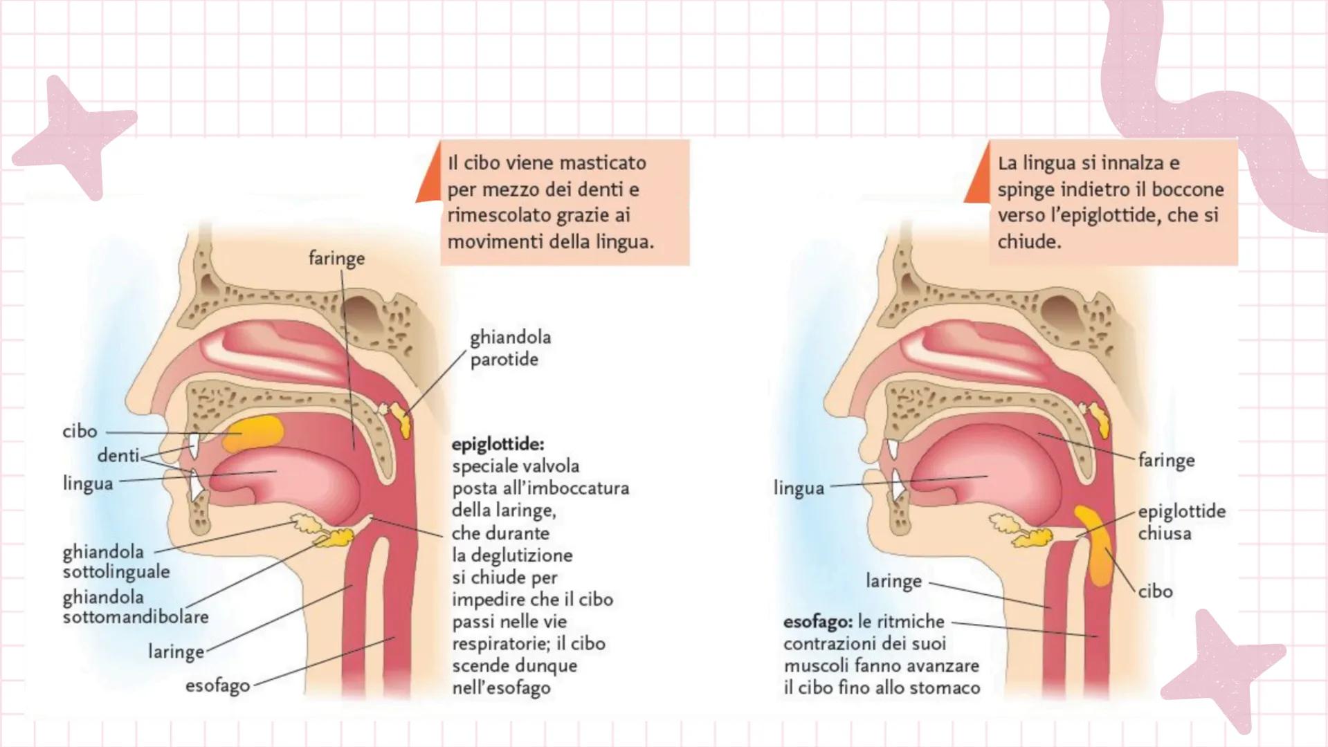 # ANGELICA BELLINGHIERI
# L'APPARATO
# DIGERENTE # L'APPARATO DIGERENTE
L'apparato digerente ha la funzione di introdurre il
cibo nell'or