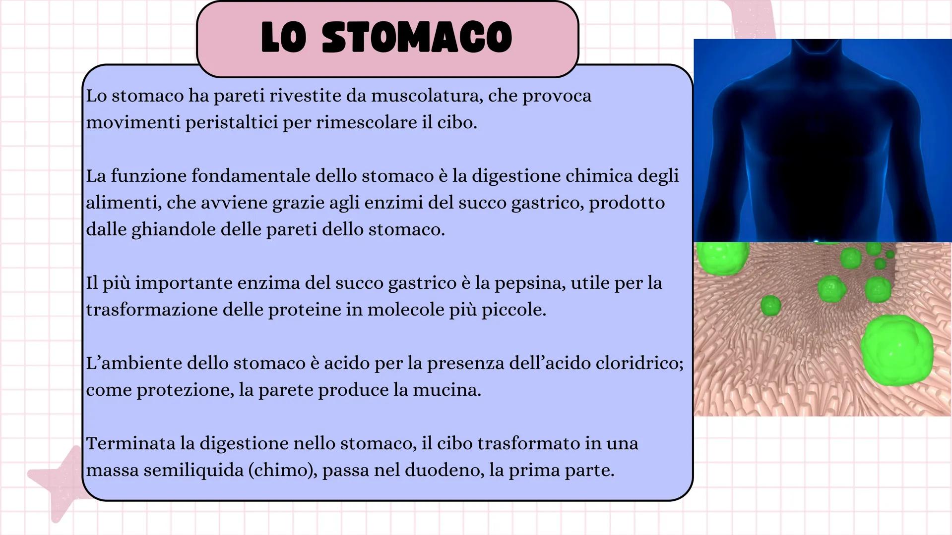 # ANGELICA BELLINGHIERI
# L'APPARATO
# DIGERENTE # L'APPARATO DIGERENTE
L'apparato digerente ha la funzione di introdurre il
cibo nell'or