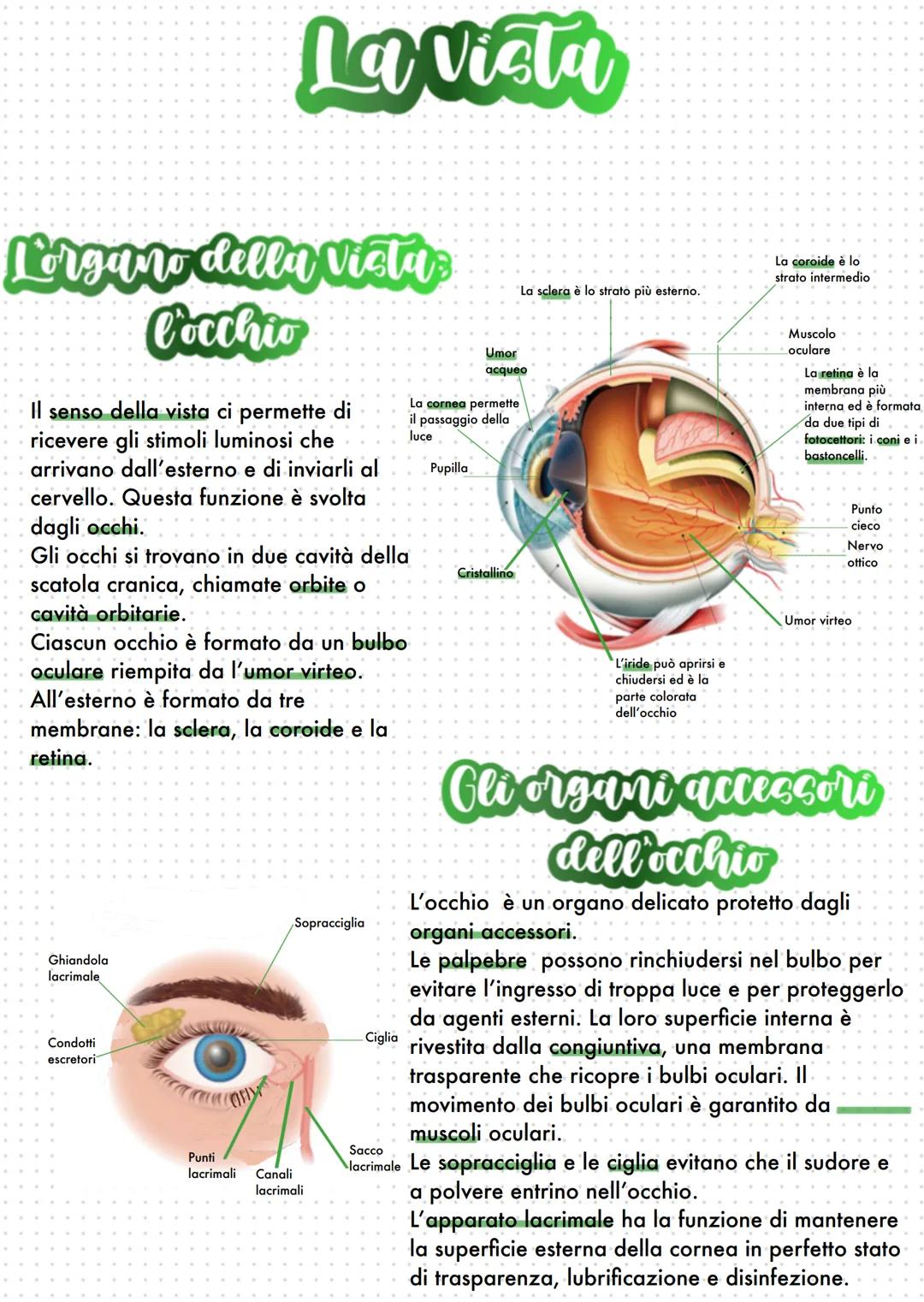 # La Vista
# Lorgano della Vistas
## l'occhio
Il senso della vista ci permette di
ricevere gli stimoli luminosi che
arrivano dall'esterno