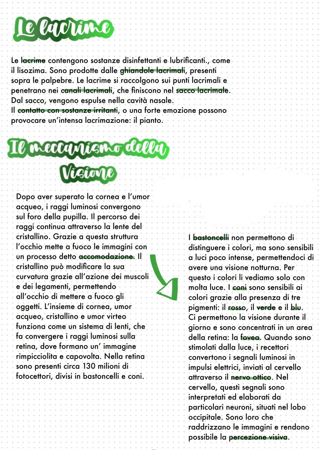# La Vista
# Lorgano della Vistas
## l'occhio
Il senso della vista ci permette di
ricevere gli stimoli luminosi che
arrivano dall'esterno