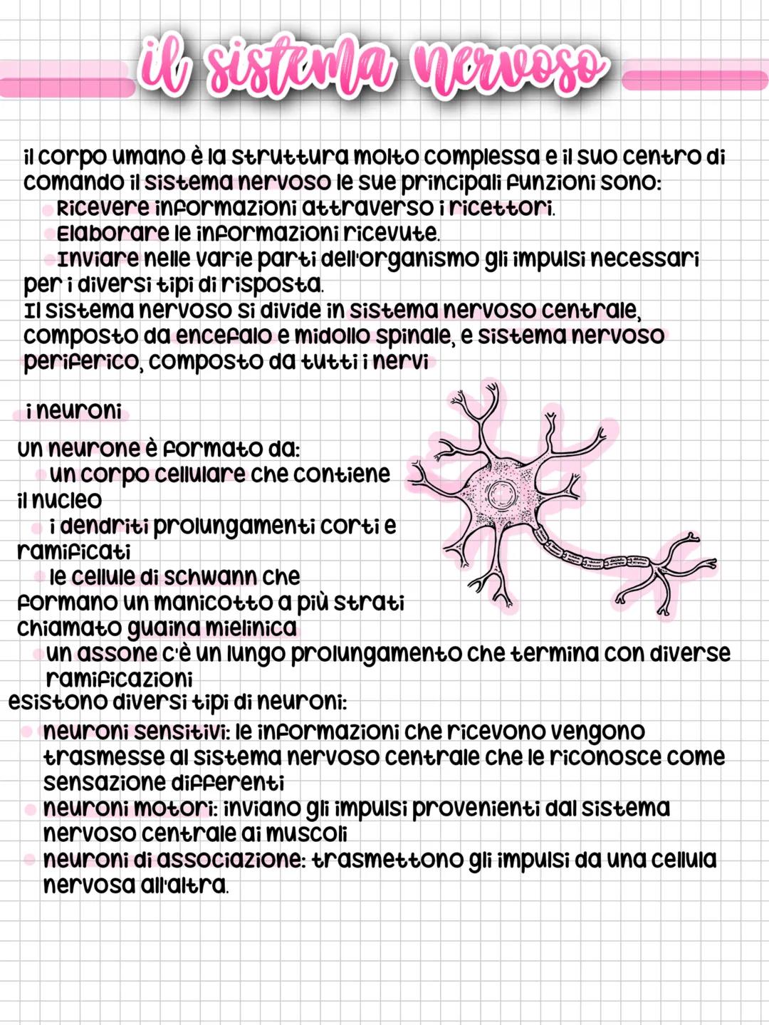 Sistema nervoso e neuroni