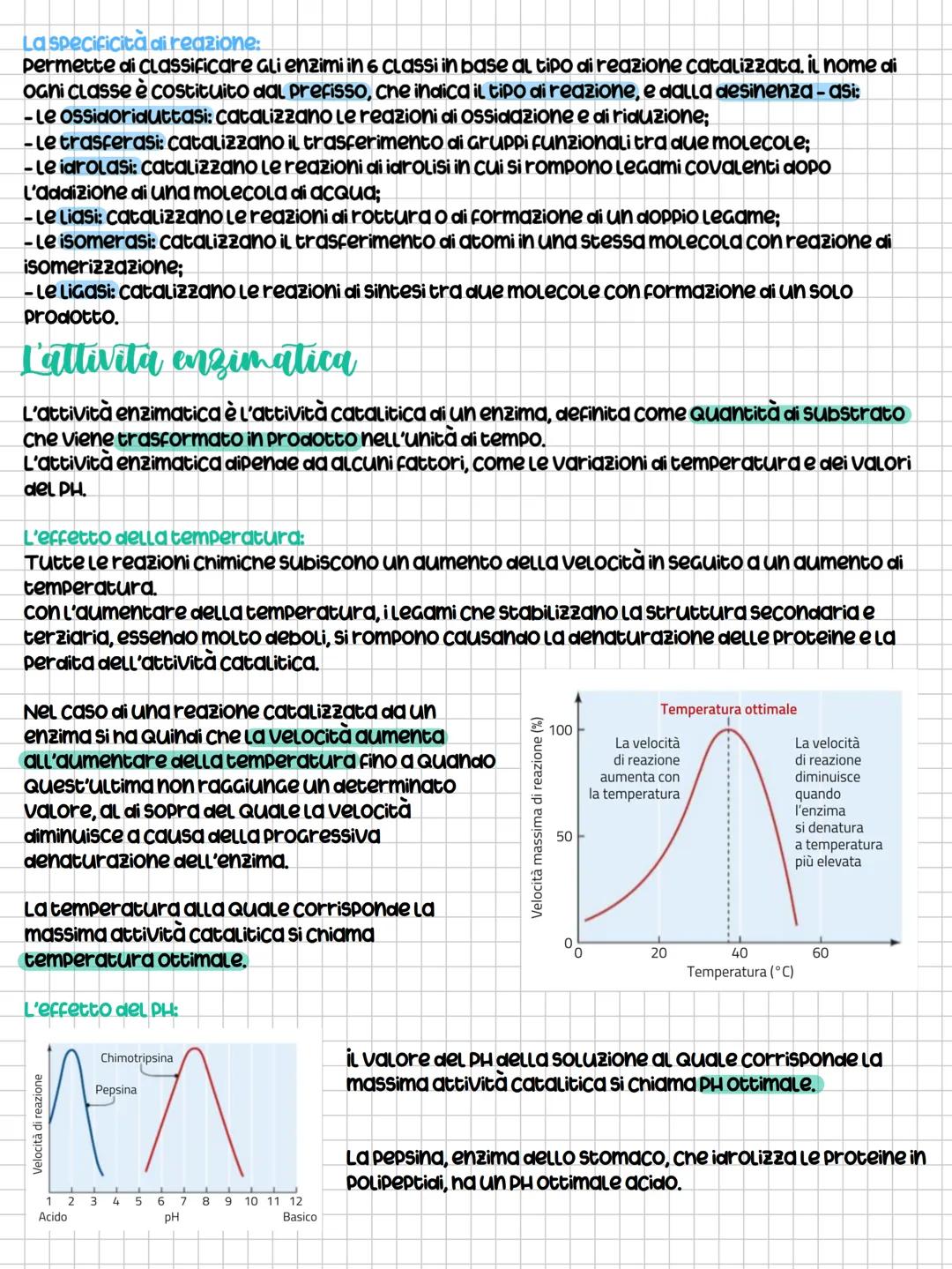 # ENZIMI
Gli enzimi: sono catalizzatori biologici
GLI enzimi sono proteine GLOBULari o ribozimi (MOLECOLE di acido ribonucleico) che sVOLG