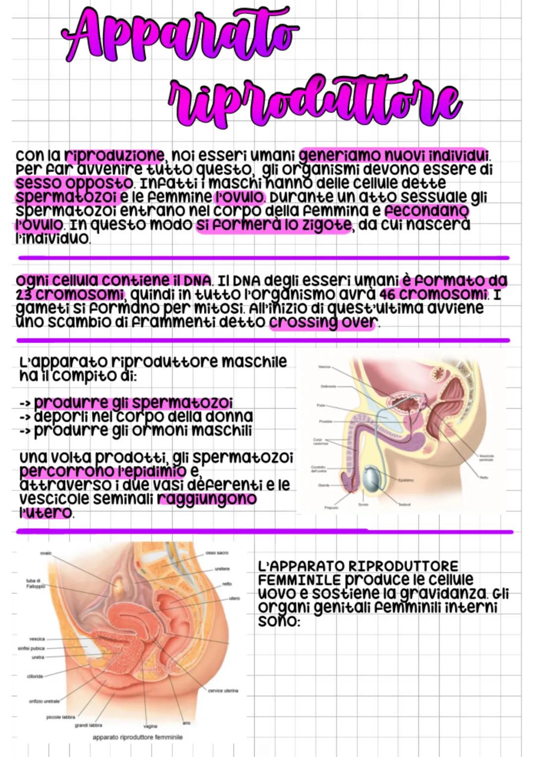# Apparato
# riprochaltore
con la riproduzione, noi esseri umani generiamo nuovi individui.
Per far avvenire tutto questo, gli organismi d