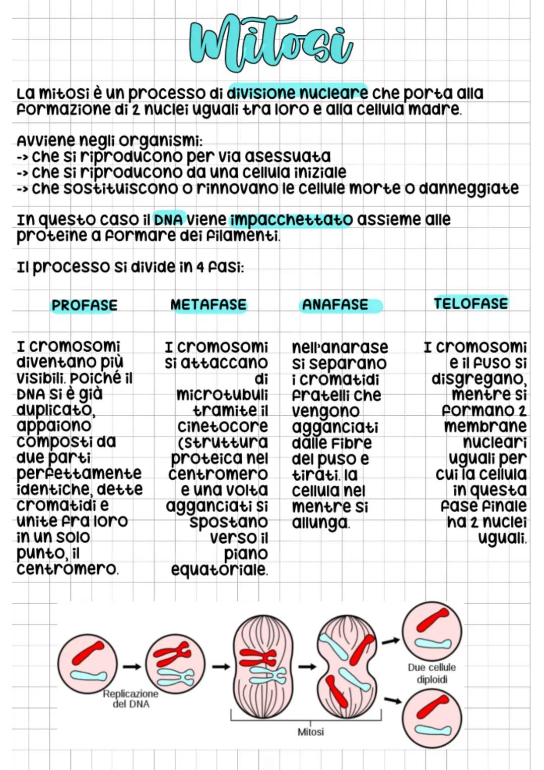 # Meiosi
I gameti Si formano attraverso un processo di divisioni
successive della cellula detto meiosi.
All'inizio della prima divisione i
