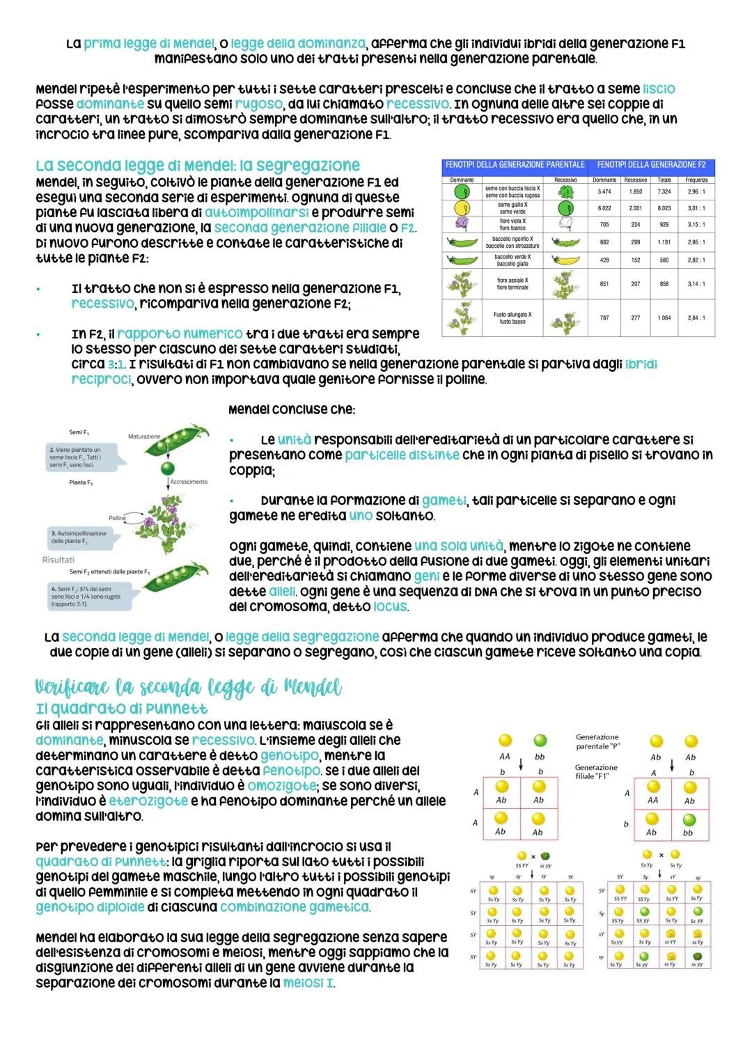 # Mendel e caratteri ereditari
La prima e seconda legge di Mendel
Gregor Mendel e la genetica dell'ottocento
La genetica studia le leggi