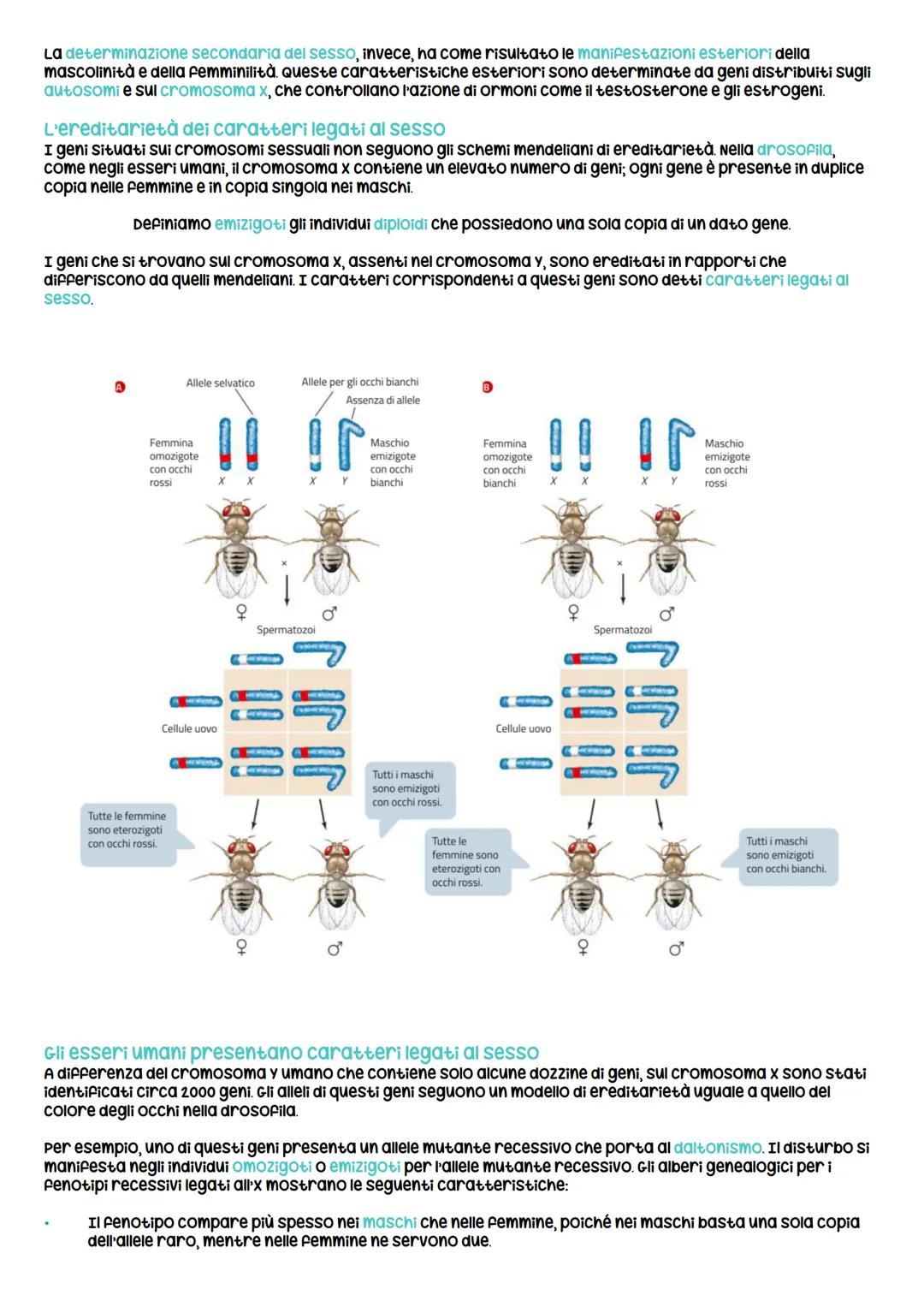 # Mendel e caratteri ereditari
La prima e seconda legge di Mendel
Gregor Mendel e la genetica dell'ottocento
La genetica studia le leggi