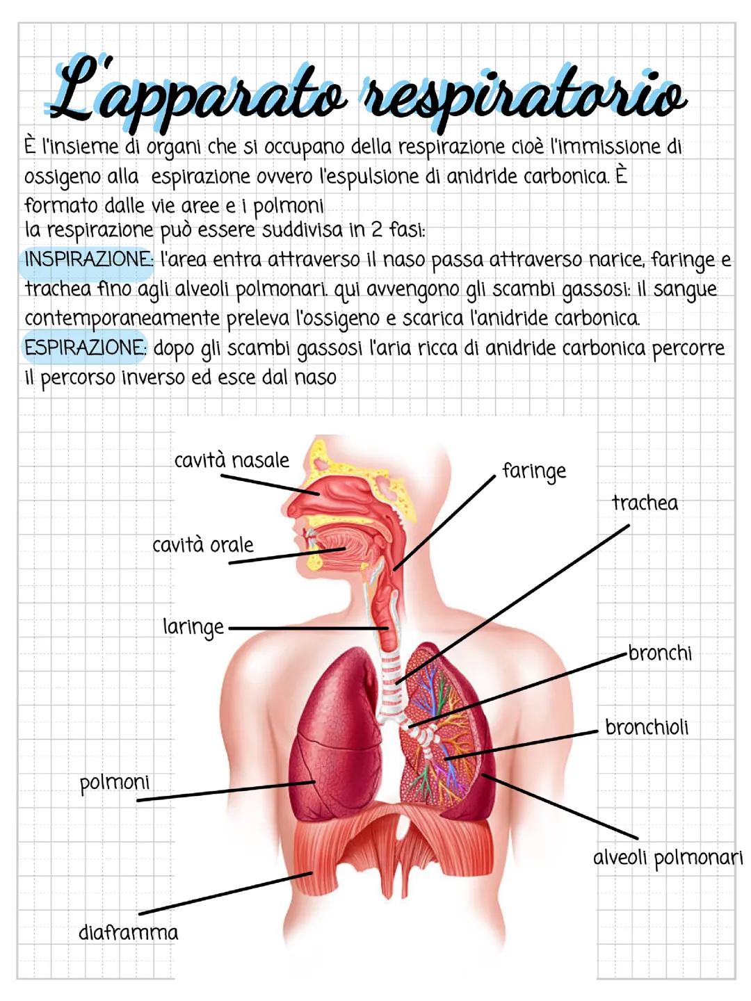 L'APPARATO RESPIRATORIO