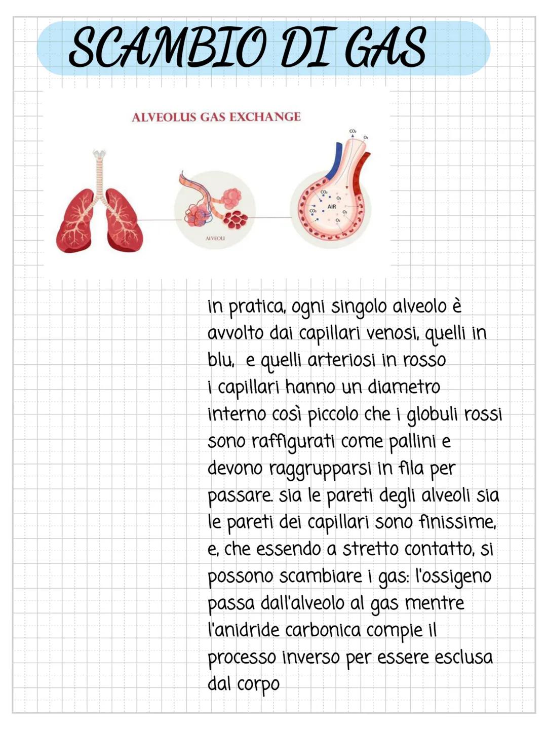 # L'apparato respiratorio
ร l'insieme di organi che si occupano della respirazione cioรจ l'immissione di
ossigeno alla espirazione ovvero l'e
