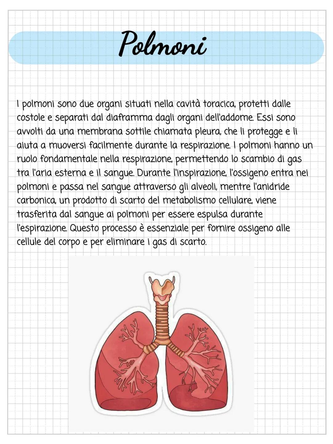 # L'apparato respiratorio
ร l'insieme di organi che si occupano della respirazione cioรจ l'immissione di
ossigeno alla espirazione ovvero l'e