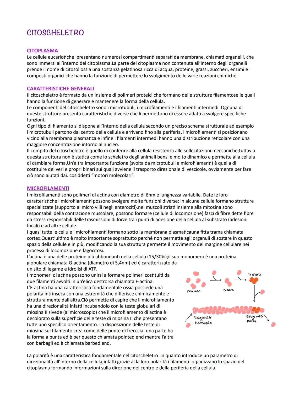 # CITOSCHELETRO
CITOPLASMA
Le cellule eucariotiche presentano numerosi compartimenti separati da membrane, chiamati organelli, che
sono im