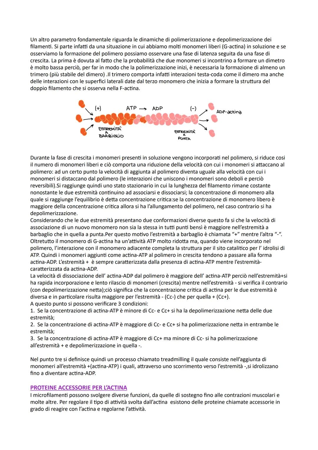 # CITOSCHELETRO
CITOPLASMA
Le cellule eucariotiche presentano numerosi compartimenti separati da membrane, chiamati organelli, che
sono im