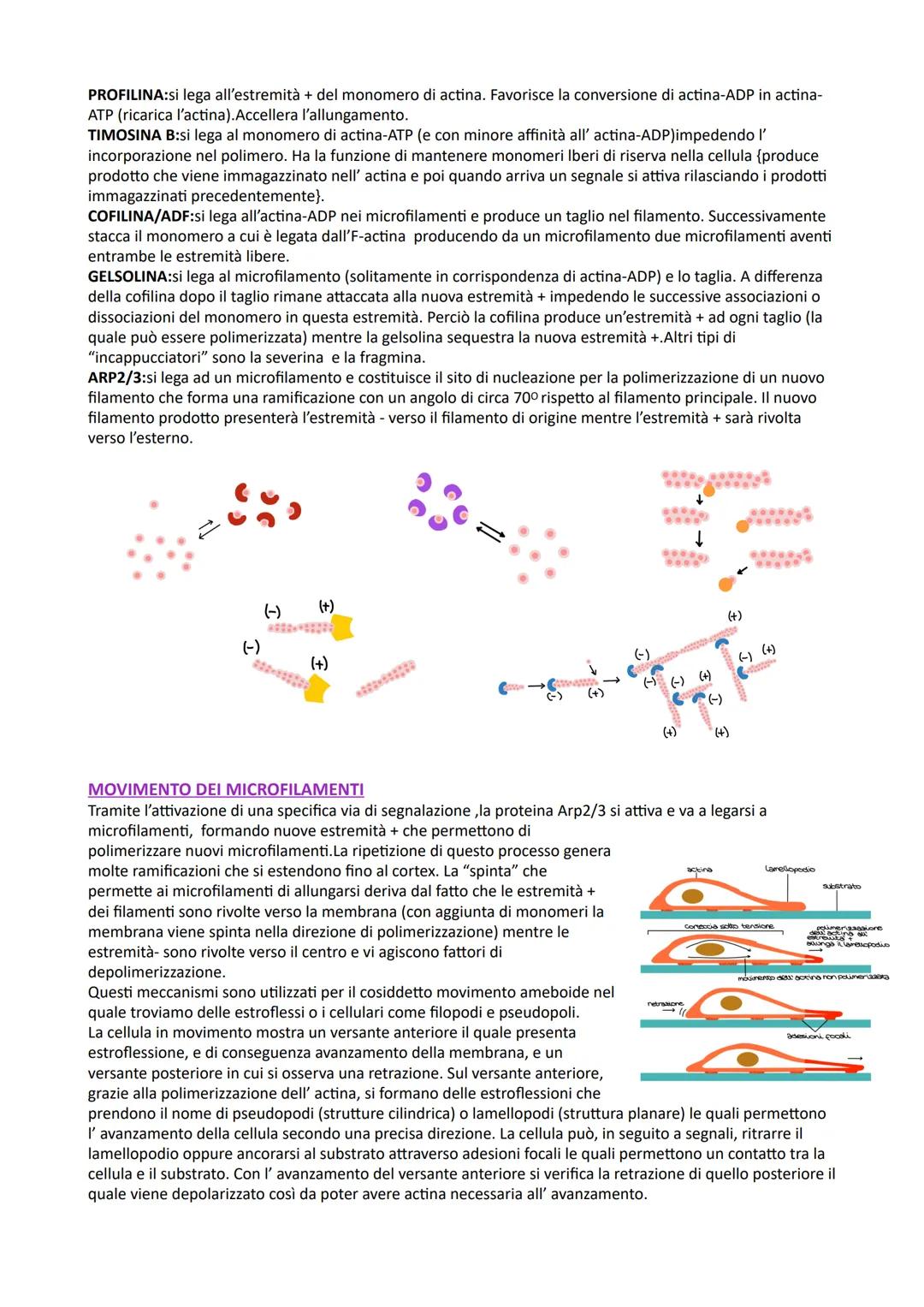 # CITOSCHELETRO
CITOPLASMA
Le cellule eucariotiche presentano numerosi compartimenti separati da membrane, chiamati organelli, che
sono im