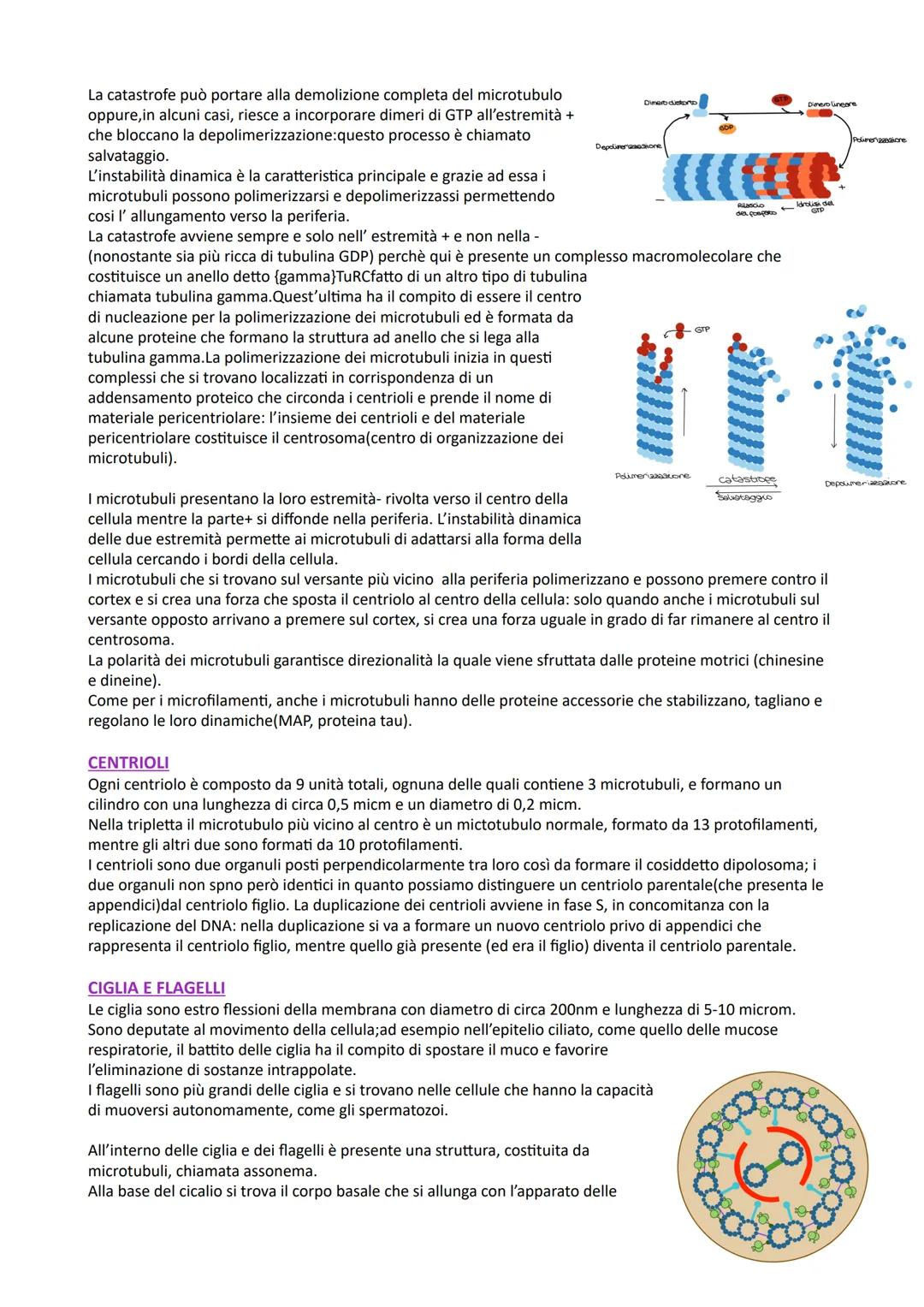 # CITOSCHELETRO
CITOPLASMA
Le cellule eucariotiche presentano numerosi compartimenti separati da membrane, chiamati organelli, che
sono im
