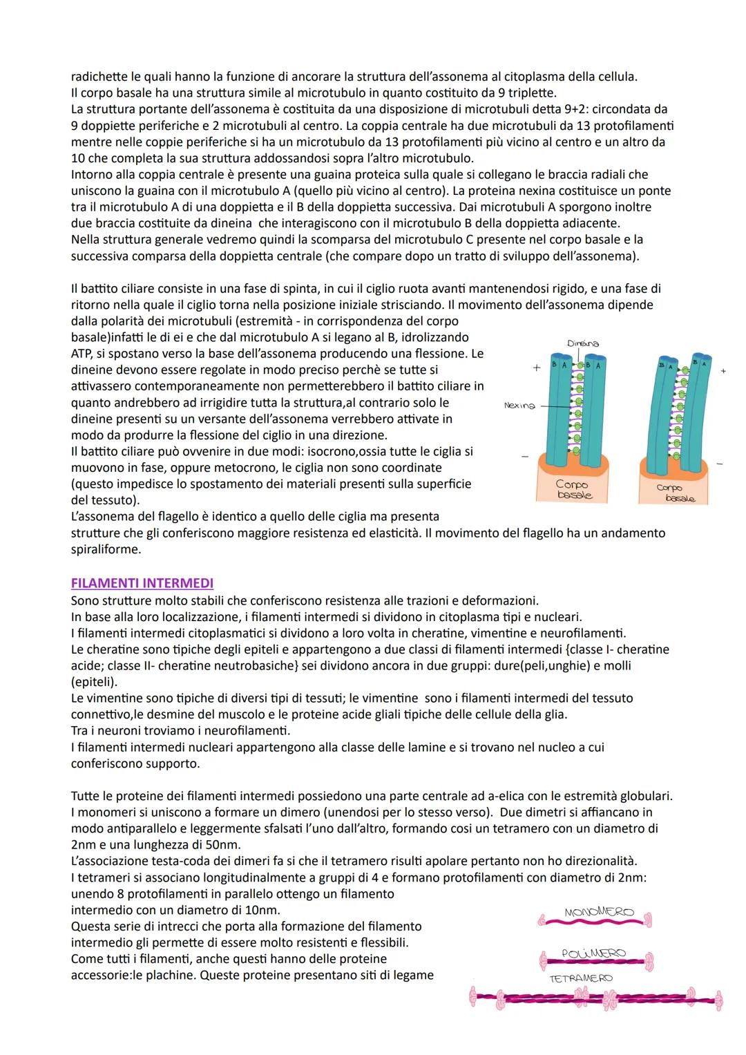 # CITOSCHELETRO
CITOPLASMA
Le cellule eucariotiche presentano numerosi compartimenti separati da membrane, chiamati organelli, che
sono im