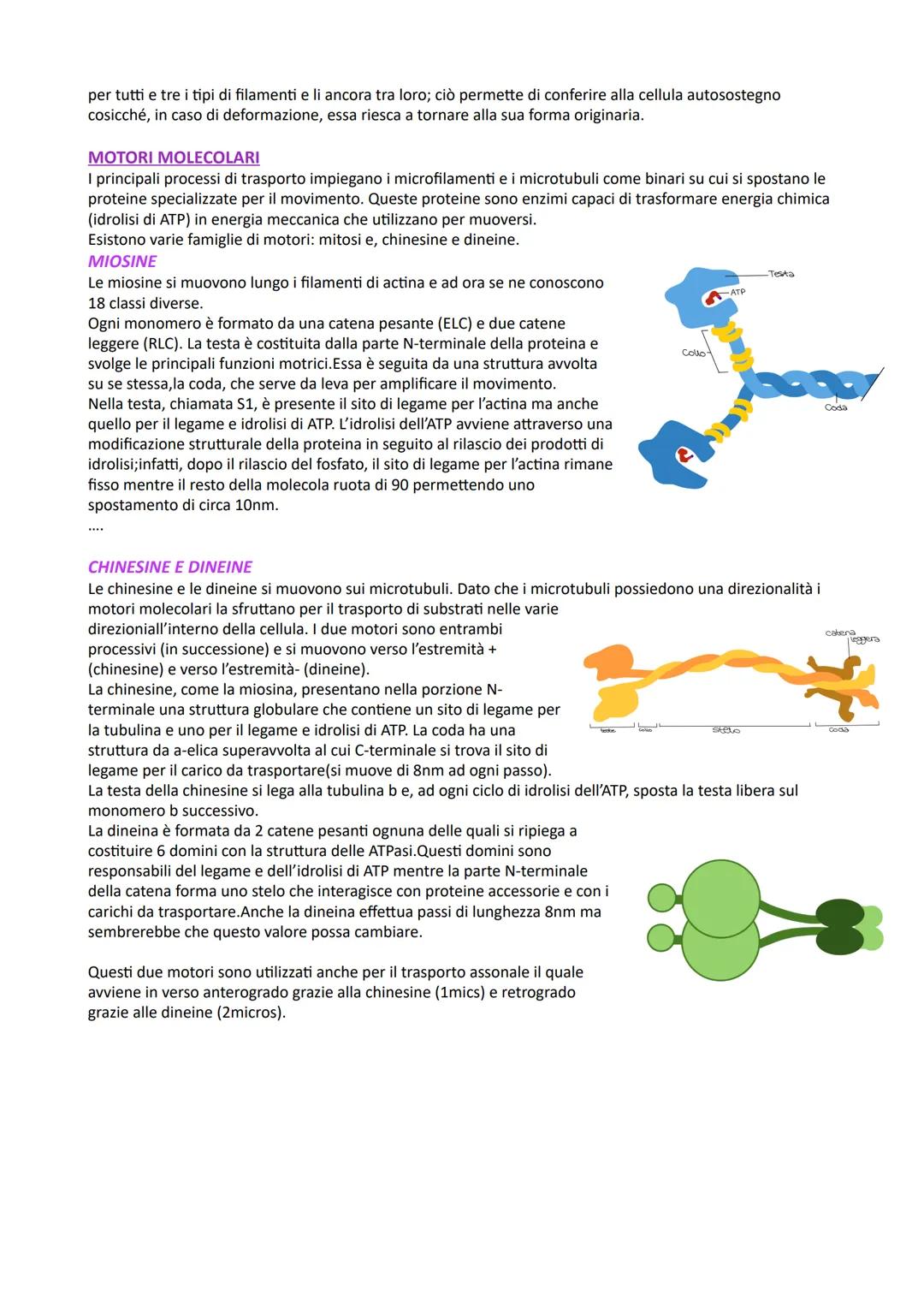 # CITOSCHELETRO
CITOPLASMA
Le cellule eucariotiche presentano numerosi compartimenti separati da membrane, chiamati organelli, che
sono im