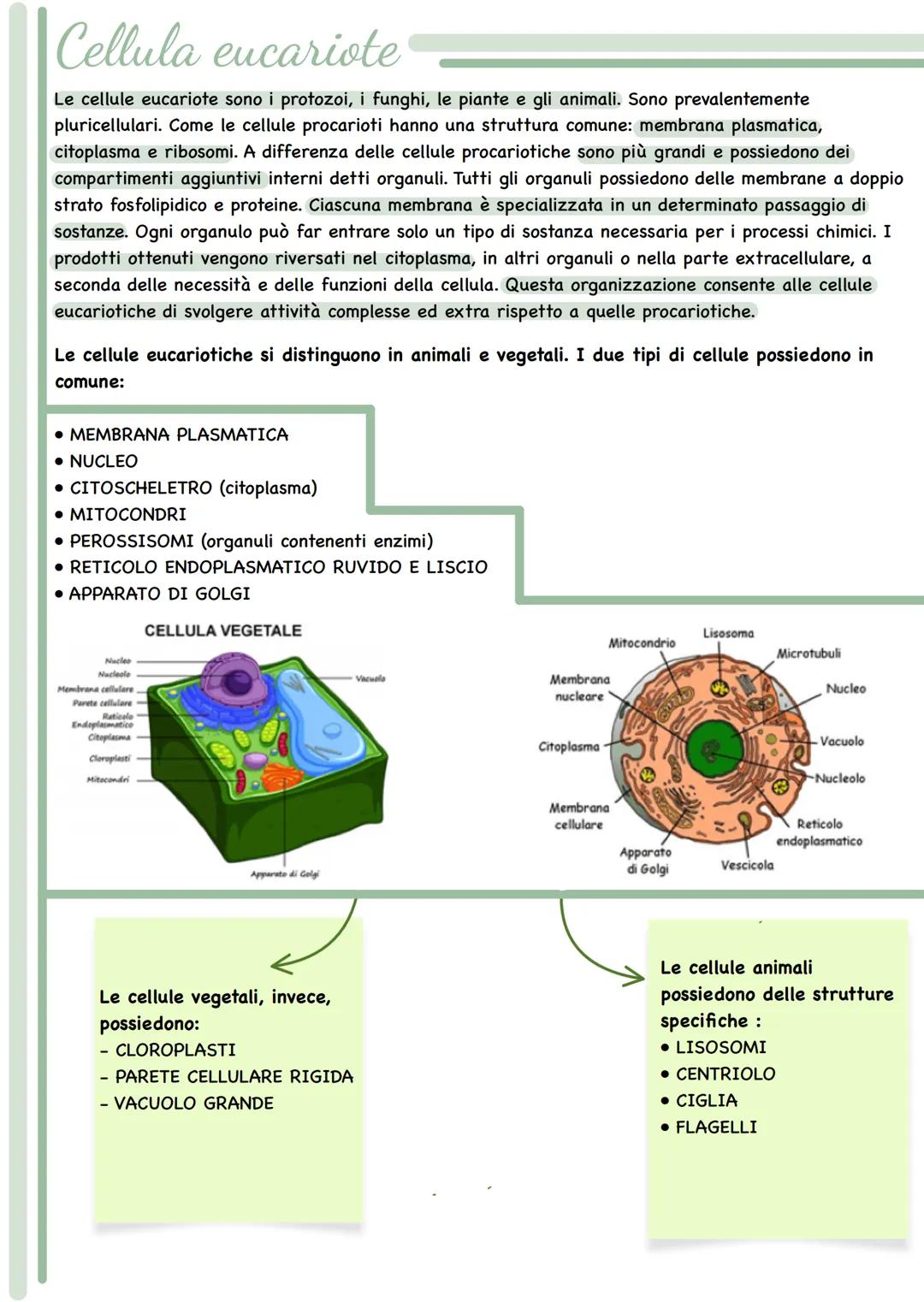 --- OCR Start ---
Le cellule
Tutti i viventi sono costituiti da unità fondamentali in grado di svolgere tutte le funzioni che
caratterizzano