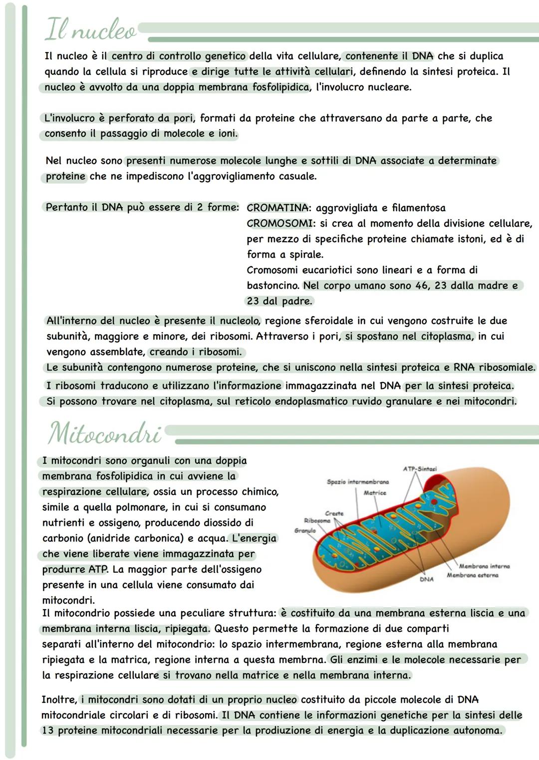 --- OCR Start ---
Le cellule
Tutti i viventi sono costituiti da unità fondamentali in grado di svolgere tutte le funzioni che
caratterizzano
