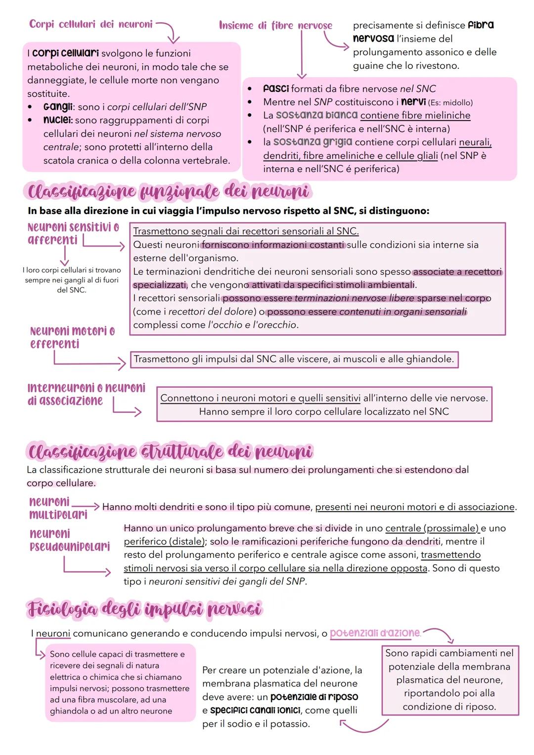 sistema
nerVOSO # Il sistema nervoso
É il principale sistema di comunicazione dell'organismo e per svolgere le sue attività ha 3 funzioni: