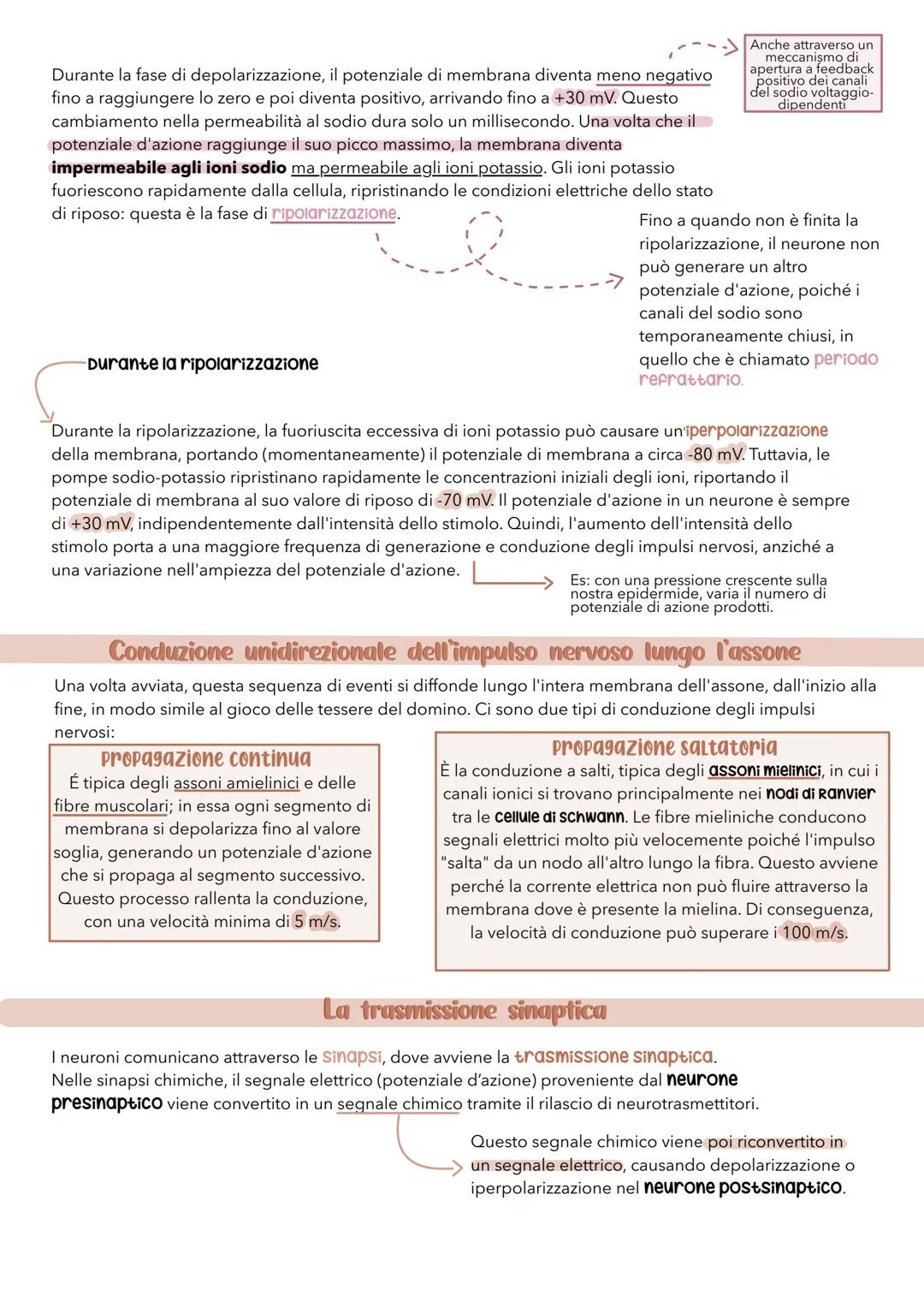 sistema
nerVOSO # Il sistema nervoso
É il principale sistema di comunicazione dell'organismo e per svolgere le sue attività ha 3 funzioni: