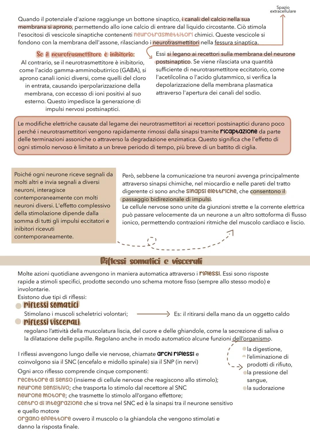 sistema
nerVOSO # Il sistema nervoso
É il principale sistema di comunicazione dell'organismo e per svolgere le sue attività ha 3 funzioni: