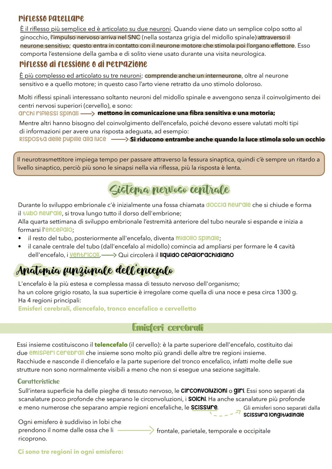 sistema
nerVOSO # Il sistema nervoso
É il principale sistema di comunicazione dell'organismo e per svolgere le sue attività ha 3 funzioni:
