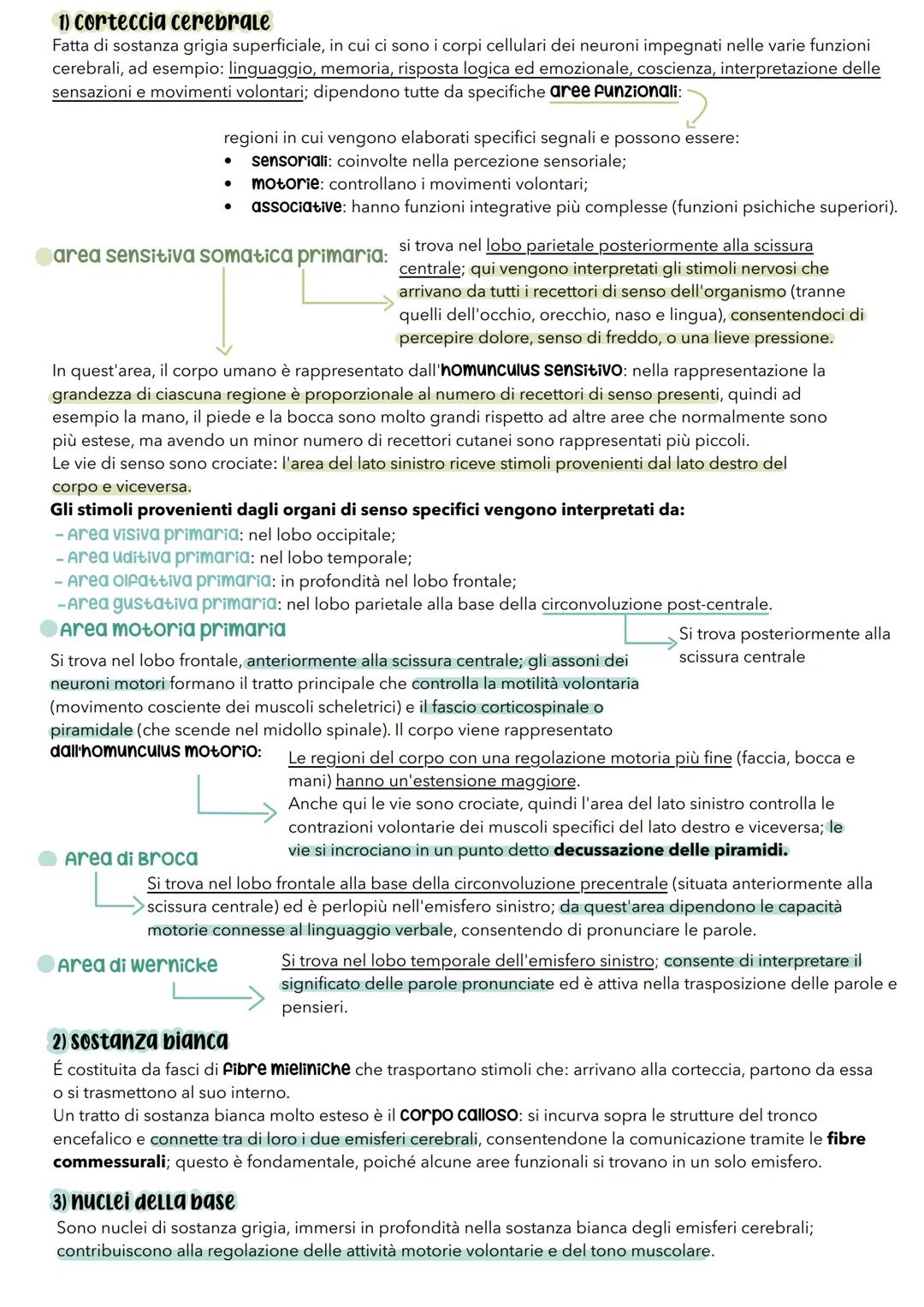 sistema
nerVOSO # Il sistema nervoso
É il principale sistema di comunicazione dell'organismo e per svolgere le sue attività ha 3 funzioni: