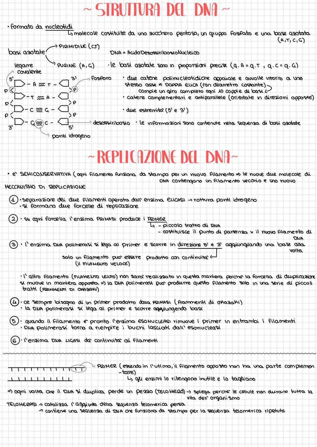 # ~ STRUTTURA DEL DNA ~
molecole costituite da uno succhero pentoso, un gruppo fosfato e una base azotata
(A,T,C,G)
•le basi azotate sono