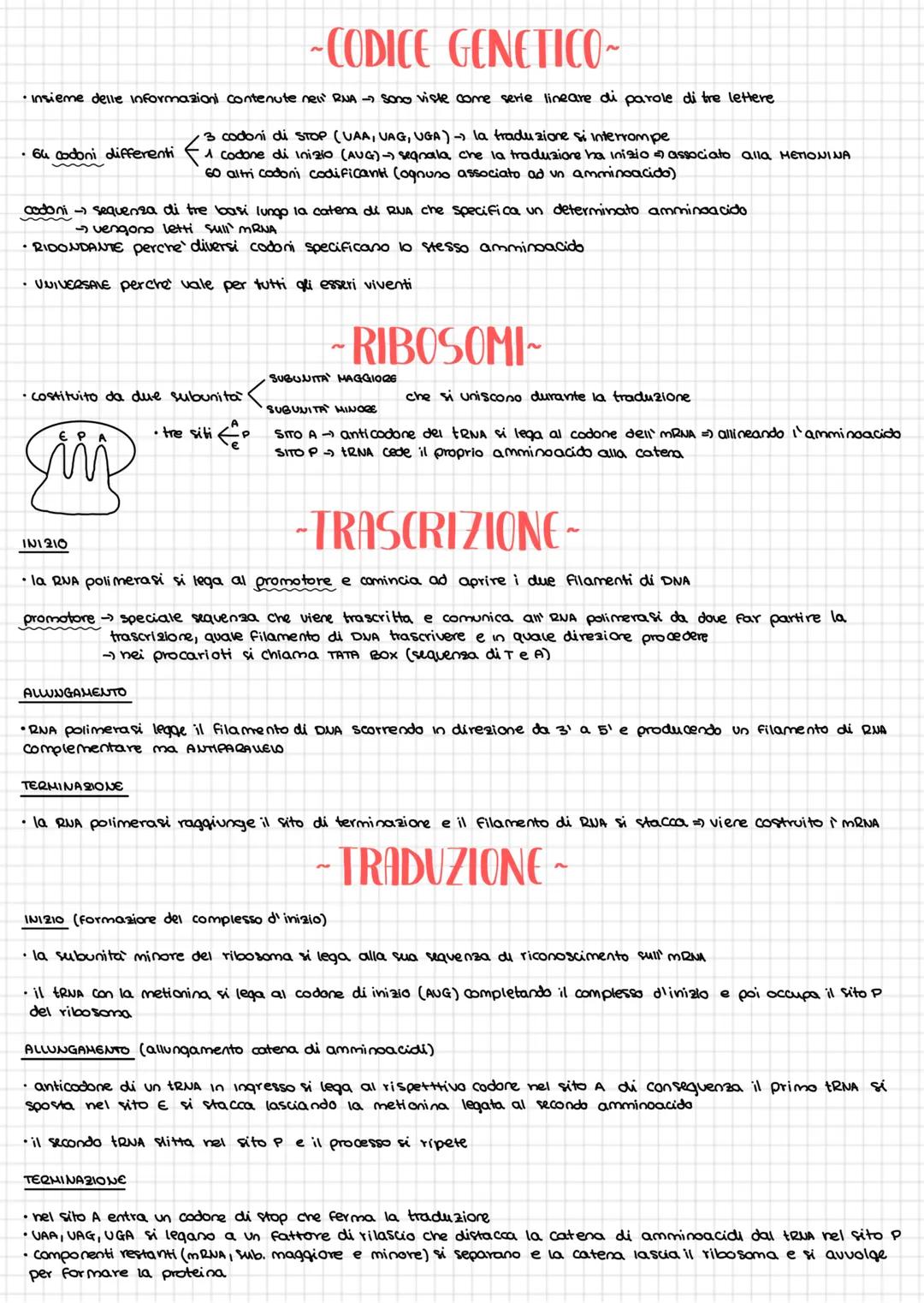 # ~ STRUTTURA DEL DNA ~
molecole costituite da uno succhero pentoso, un gruppo fosfato e una base azotata
(A,T,C,G)
•le basi azotate sono