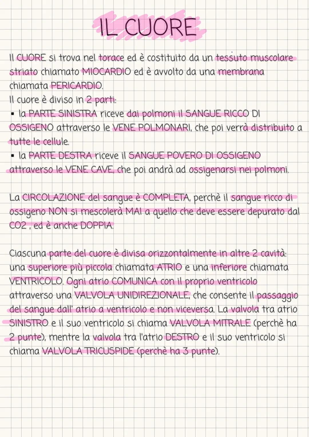 # IL CUORE
II CUORE si trova nel torace ed รจ costituito da un tessuto muscolare
striato chiamato MIOCARDIO ed รจ avvolto da una membrana
chi