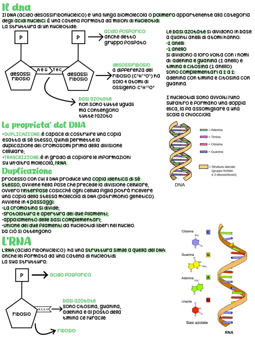 # Il dna
II DNA (acido desossiribonucleico) e' una lunga biomolecola o polimero appartenente alla categoria
degli acidi nucleici. È una cate