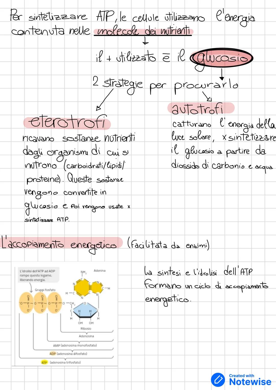 # Gli organismi hanno bisogno di energia proviere
* energia + importante in campo biologico e ENERGIA CHIMICA
energia
è usata per
1