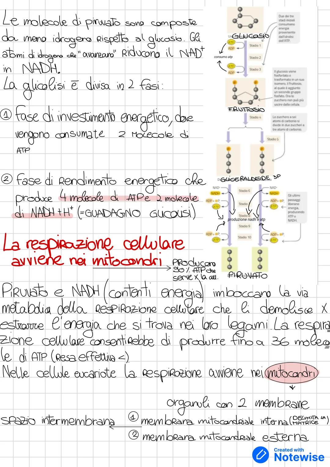 # Gli organismi hanno bisogno di energia proviere
* energia + importante in campo biologico e ENERGIA CHIMICA
energia
è usata per
1