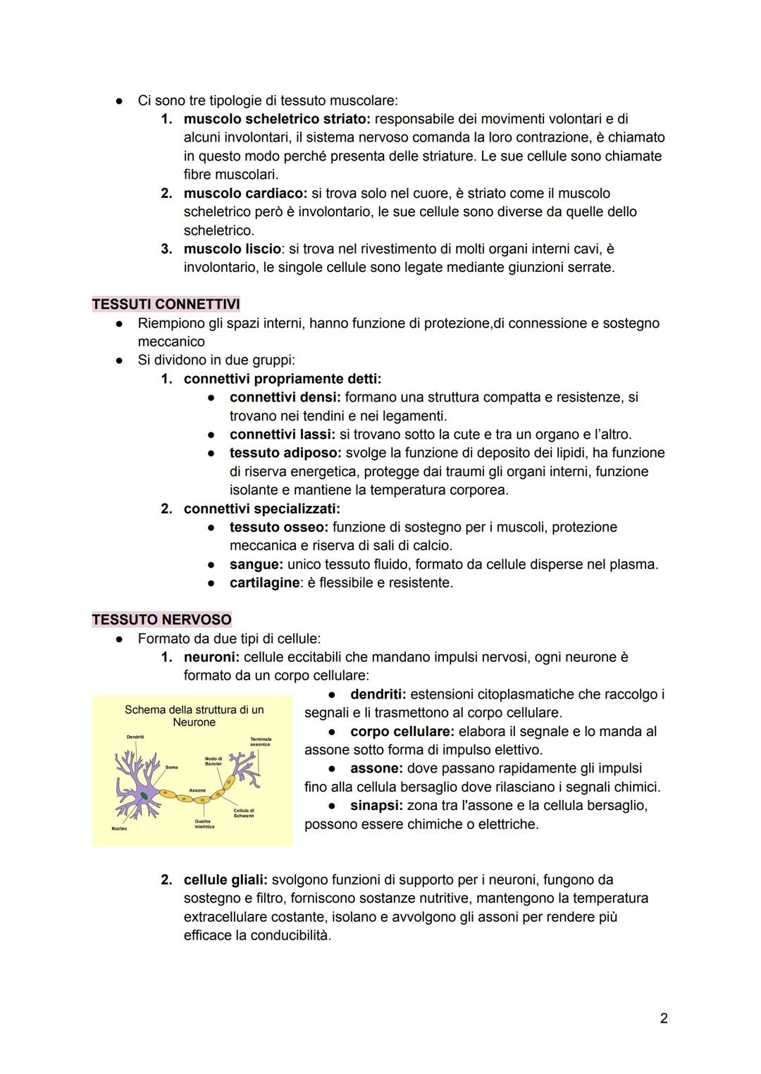 # 1) I TESSUTI
Tutto il nostro corpo deriva da una sola ed unica cellula lo zigote che poi si dividerà
ripetutamente e formerà altre cellul