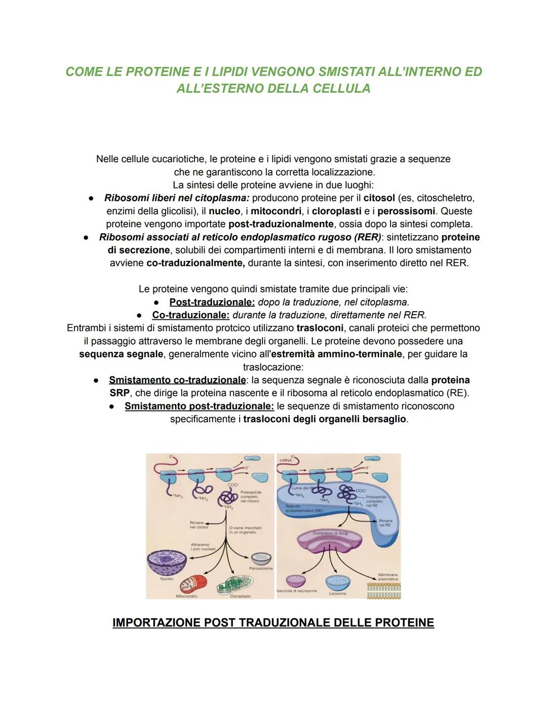 # COME LE PROTEINE EI LIPIDI VENGONO SMISTATI ALL'INTERNO ED
ALL'ESTERNO DELLA CELLULA
Nelle cellule cucariotiche, le proteine e i lipidi v
