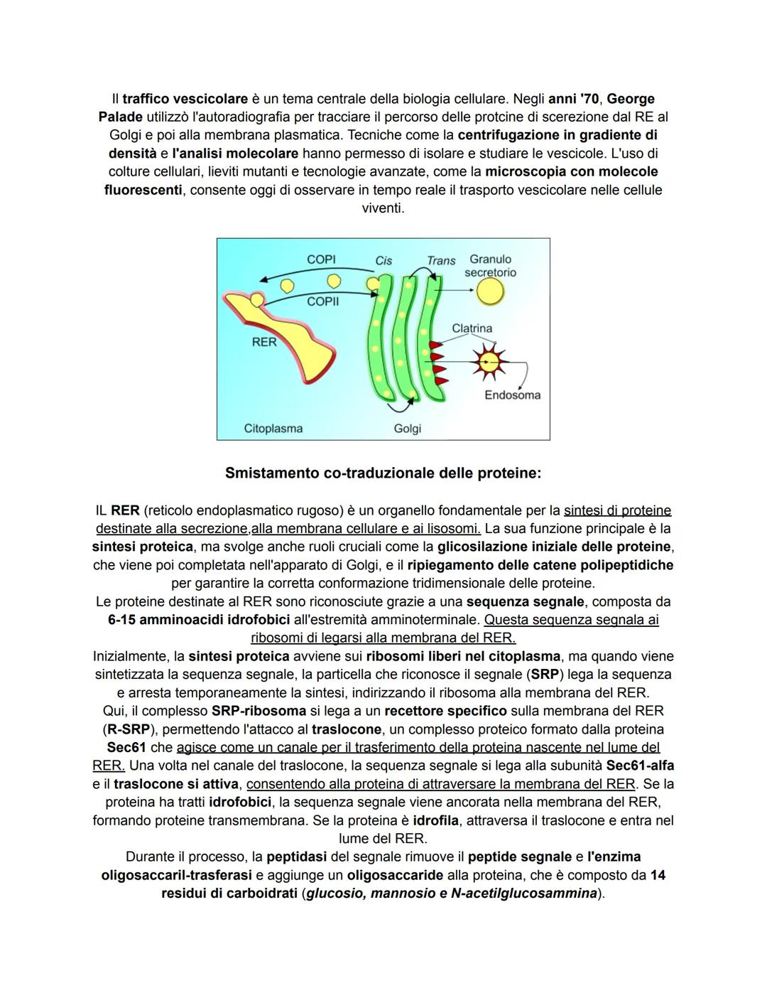 # COME LE PROTEINE EI LIPIDI VENGONO SMISTATI ALL'INTERNO ED
ALL'ESTERNO DELLA CELLULA
Nelle cellule cucariotiche, le proteine e i lipidi v