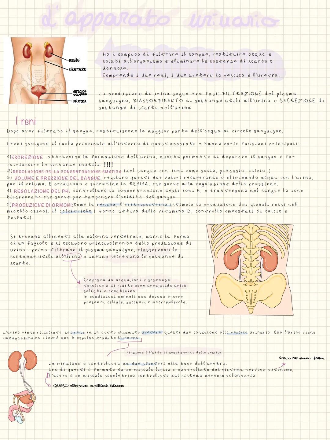 # d'apparato urinario
RENE
Ha i compito di filtrare il sangue, restituire acqua e
soluti all'organismo e eliminare le sostanze di scarto o
