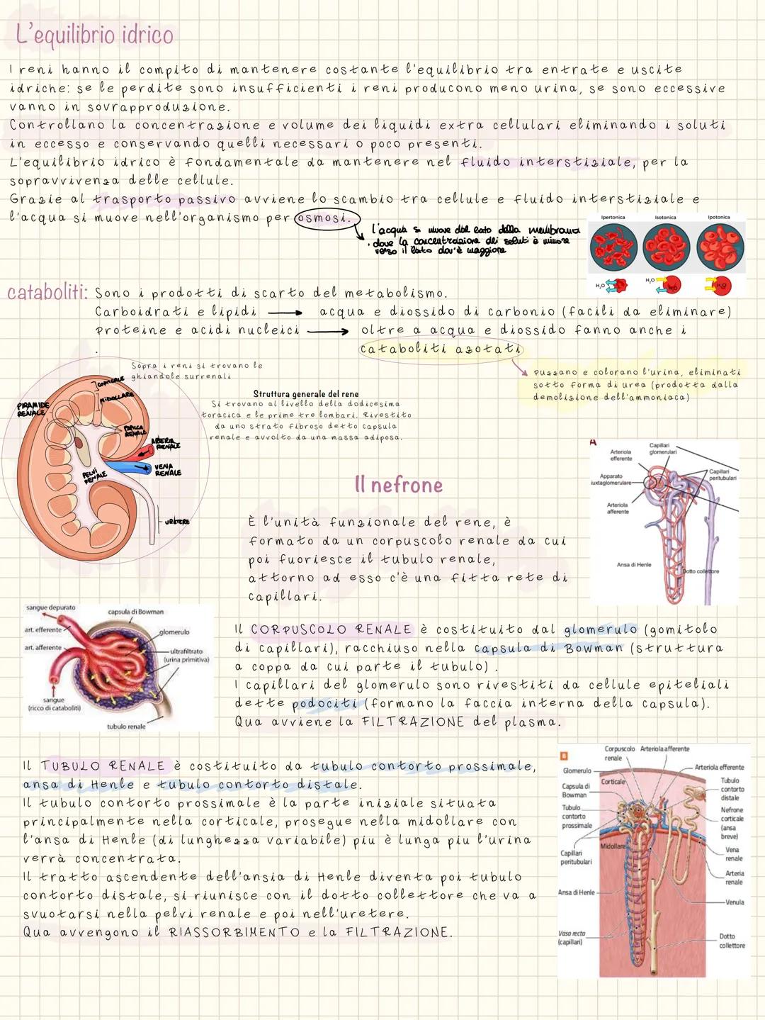 # d'apparato urinario
RENE
Ha i compito di filtrare il sangue, restituire acqua e
soluti all'organismo e eliminare le sostanze di scarto o
