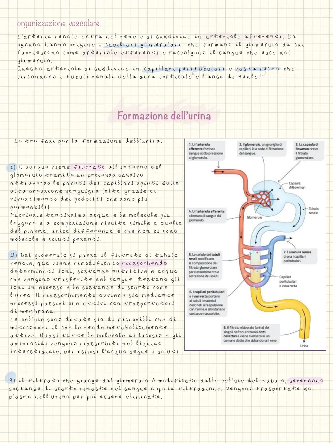 # d'apparato urinario
RENE
Ha i compito di filtrare il sangue, restituire acqua e
soluti all'organismo e eliminare le sostanze di scarto o