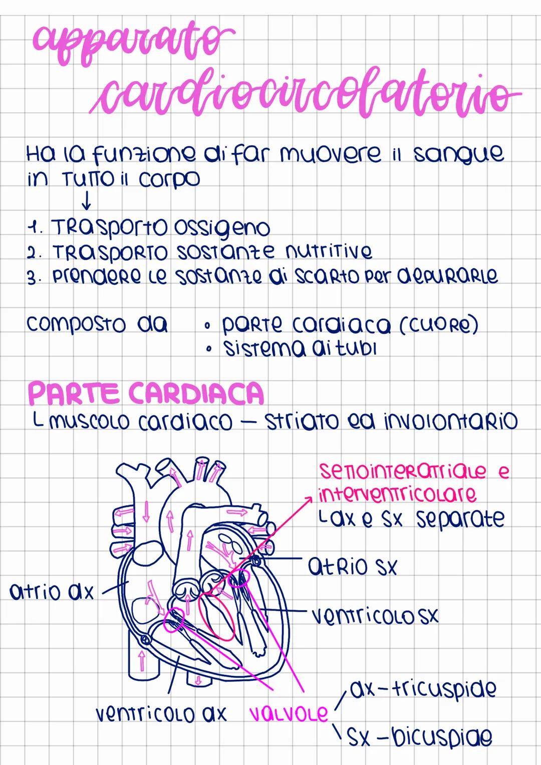 apparato
cardiocircolatorio
Ha la funzione di far muovere il sangue
in Tutto il corpo
↓
1. Trasporto Ossigeno
2. TROSPORTO sostanze nutritiv