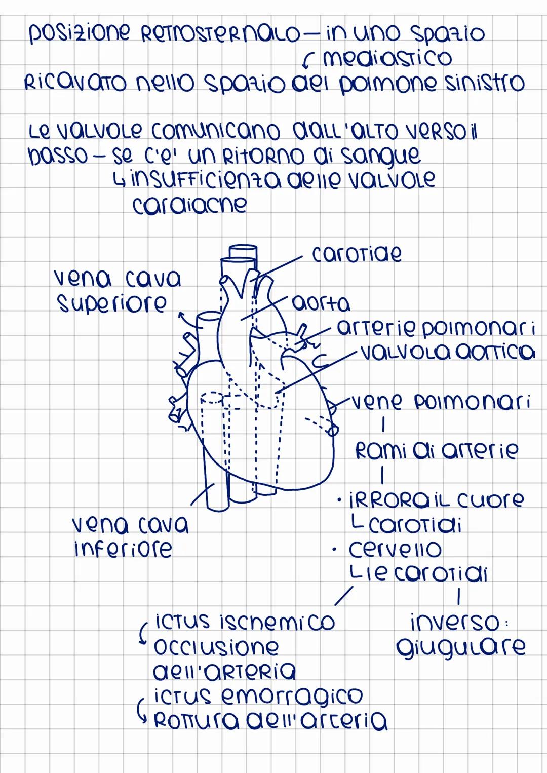 apparato
cardiocircolatorio
Ha la funzione di far muovere il sangue
in Tutto il corpo
↓
1. Trasporto Ossigeno
2. TROSPORTO sostanze nutritiv
